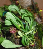 Platystele ortiziana ve sbirce paní Jarmily Kandlerové (orchidejku jsme dodali v červenci 2012).