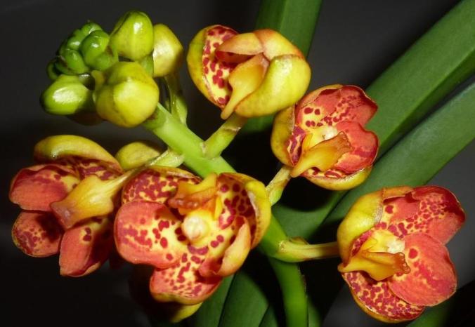 Nakvétající Ascocenda ´New Spotty´ paní Růženy Zelenkové (orchidejka přivezena v říjnu 2011)