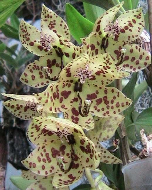 Cycnoches barthiorum ve sbírce paní Marie Husové z Jaroměřice nad Rokytnou (orchidej přivezena v létě 2011)