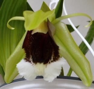 Coelogyne speciosa ve sbírce paní Zory Dvořákové (orchidejka přivezena v říjnu 2012)
