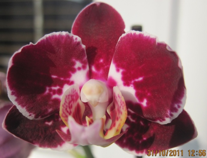 Phalaenopsis ´Everspring Prince  Butterfly´ paní Markéty Slavíčkové.