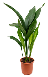 ŽIVÉ ROSTLINY - ostatní | Aspidistra elatior - kořenokvětka - 80 cm |  Orchideje, pokojové rostliny, masožravé rostliny, exotické rostliny