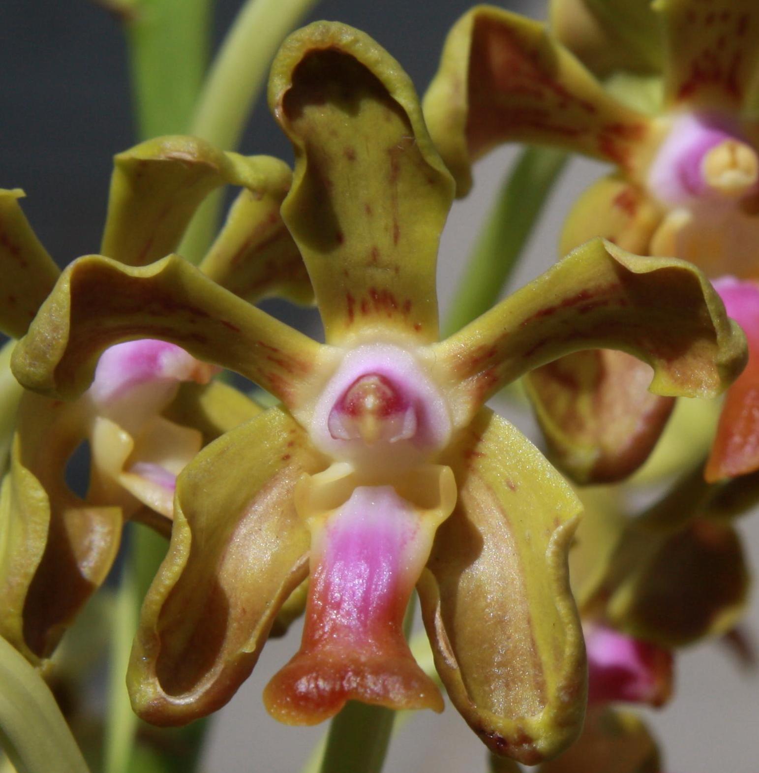 Vanda liouvillei ve sbírce paní Lenky Rychlé (orchidejku jsme přivezli červenci 2012).
