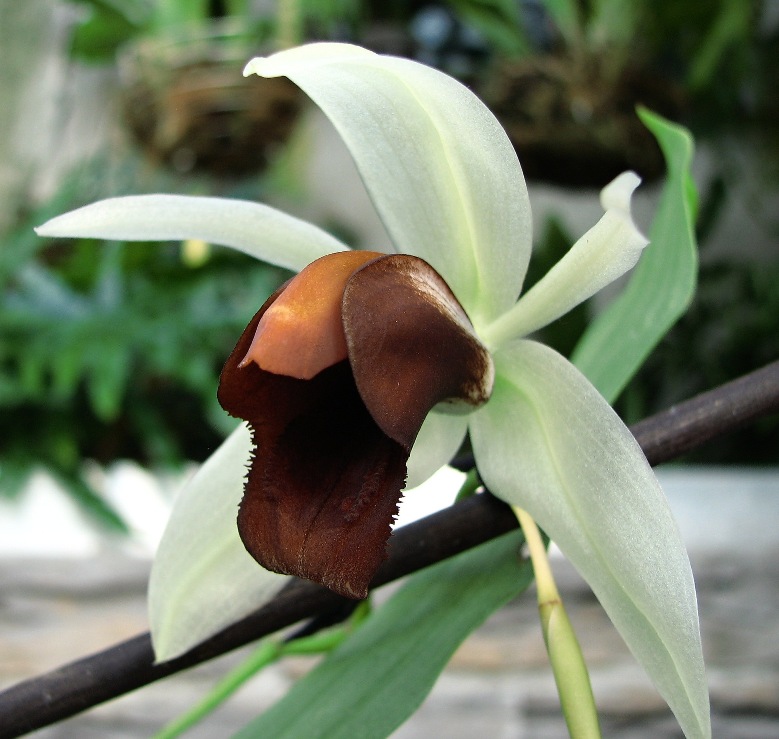 Coelogyne usitana ve sbírce paní Hany Kavanové (haki) - orchidejku jsme přivezli v červnu 2012.