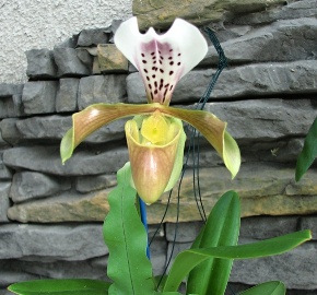 Paphiopedilum villosum var.gratrixianum ve sbírce paní Hany Kavanové (haki) - orchidejku jsme dovezli v září 2011.