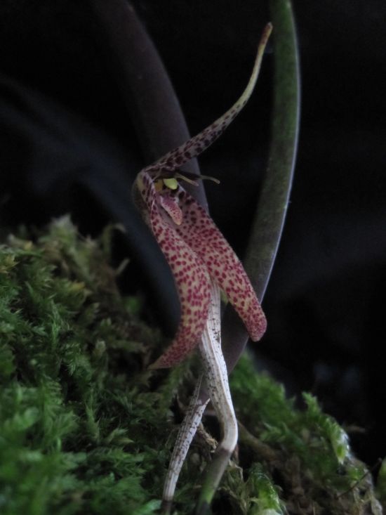 Restrepia chocoensis ve sbírce naší zákaznice Jarky (orchidejka dodána v červenci 2012).