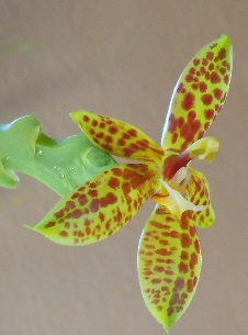 Phalaenopsis manii x bastianii paní Lenky Horákové (orchidejku jsme přivezli v říjnu 2011).