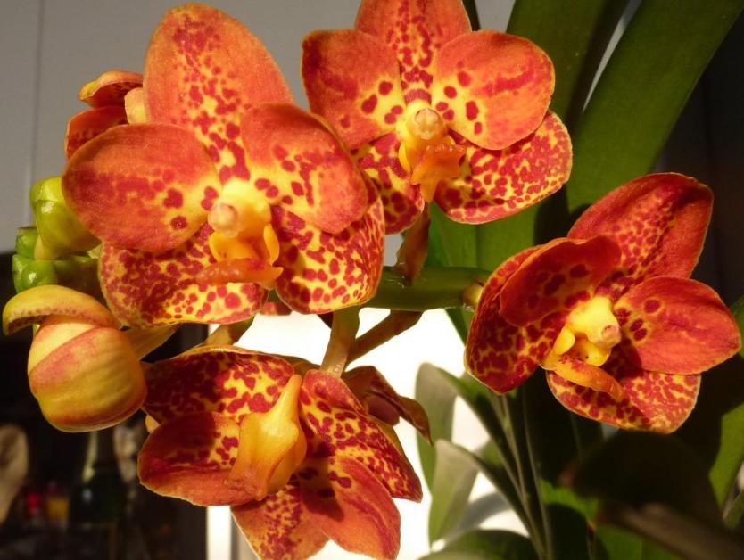 Nakvétající Ascocenda ´New Spotty´ paní Růženy Zelenkové (orchidejka přivezena v říjnu 2011)