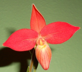 Phragmipedium bessae ve sbírce paní Lenky Horákové (orchidejku jsme dovezli v červenci 2012).