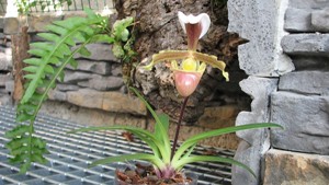 Paphiopedilum coccineum ve sbírce paní Hany Kavanové (orchidejku jsme přivezli v květnu 2012)