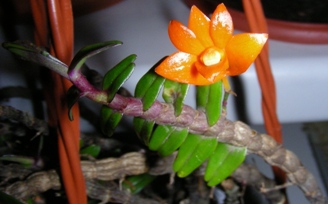 Dendrobium jacobsonii ve sbírce paní Zdeňky Hanuliakové (přivezeno v září 2011)