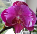 Phalaenopsis ´Formosa Rose´ ve sbírce paní Evy Šmídové (přivezen v září 2011)