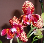 Phalaenopsis ve sbírce paní Jarmily Kandlerové z Děčína od listopadu 2011.