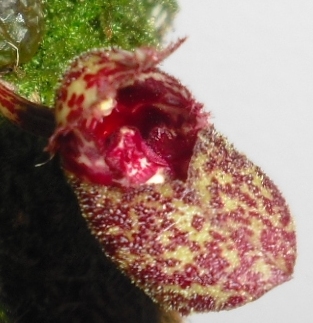 Bulbophyllum frostii ve sbírce paní Kandlerové (přivezeno v květnu 2011)