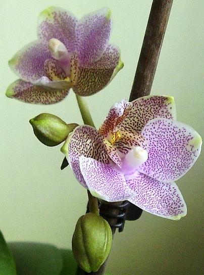 Phalaenopsis paní Marcely Legemzové.