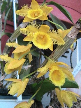 Dendrobium harveyanum ve sbírce paní Marie Husové (přivezeno od německých pěstitelů na jaře 2011).