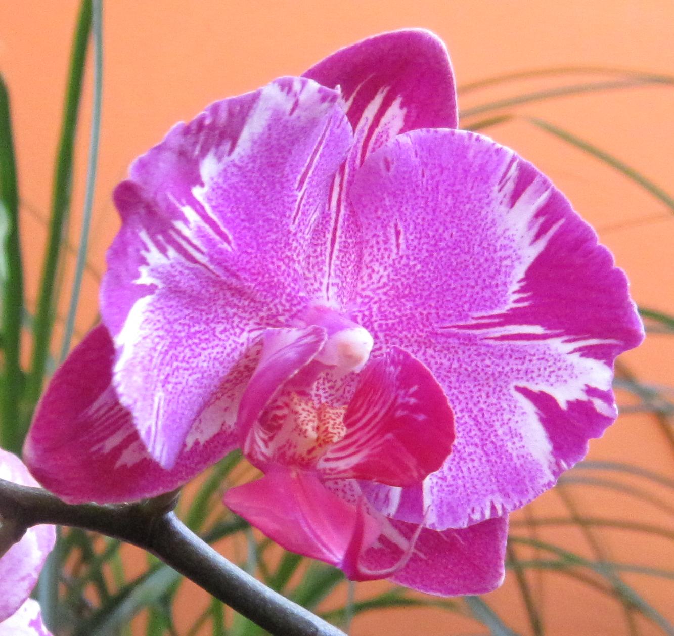 Phalaenopsis ´Formosa Rose´ paní Markéty Slavíčkové z Čebína.