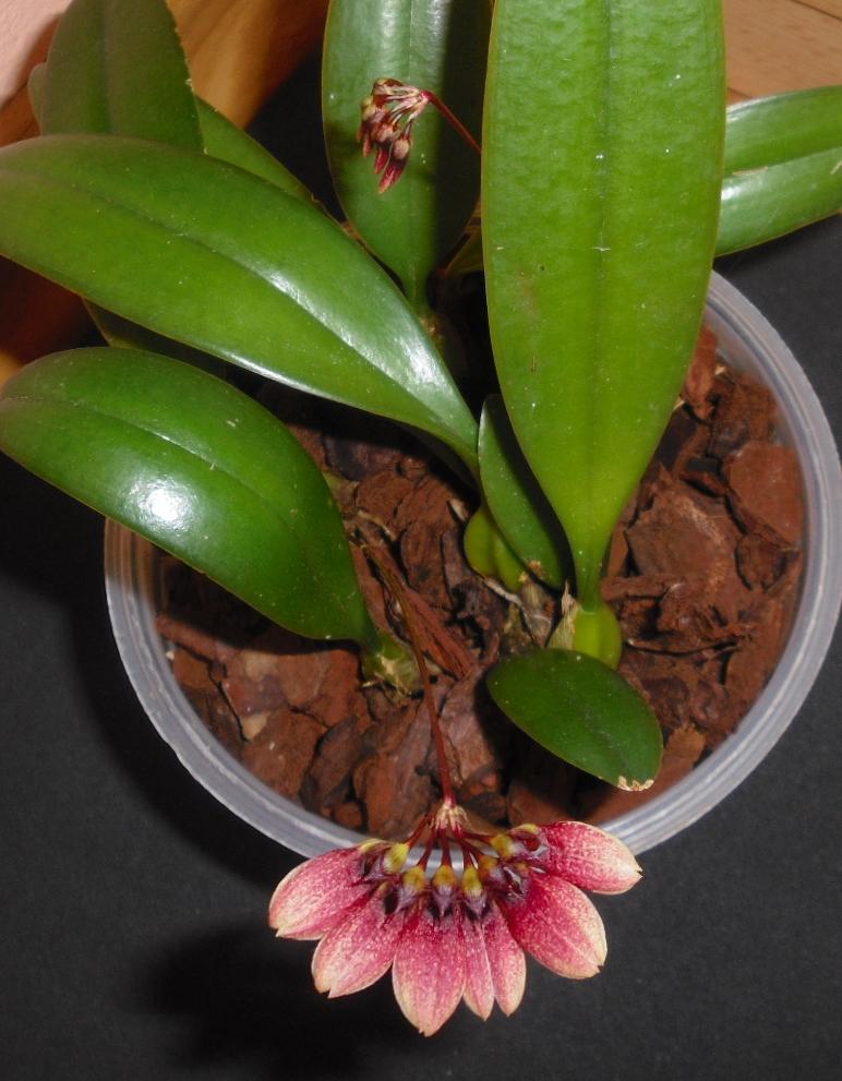 Bulbophyllum lepidum ve sbírce paní Kandlerové (přivezeno v září 2011)