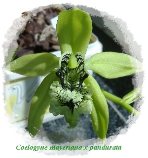 Coelogyne mayeriana x pandurata ve sbírce paní Ireny Fišerové.