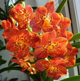 Ascocenda ´New Spotty´ ve sbírce paní Růženy Zelenkové (orchidejku jsme dodali v říjnu 2011).