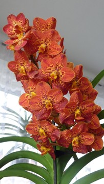 Ascocenda ´New Spotty´ po několika týdnech kvetení s 26 květy ve sbírce paní Růženy Zelenkové (orchidejku jsme přivezli v říjnu 2011).