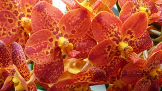 Ascocenda ´New Spotty´ ve sbírce paní Růženy Zelenkové (orchidejku jsme dodali v říjnu 2011).