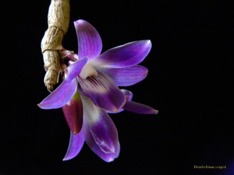Dendrobium victoria-reginae ve sbírce paní Evy Janovské (přivezeno v dubnu 2012)