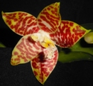 Phalaenopsis amboiensis ve sbírce paní Jarmily Kandlerové (dovezeno v květnu 2011).