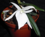 Angraecum didieri ve sbírce paní Jarmily Kandlerové (orchidejka dovezena od německých pěstitelů v říjnu 2011).