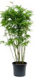 Bambusa vulgaris 130 cm