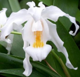 Coelogyne cristata 