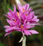 Dendrobium bracteosum - navázaná
