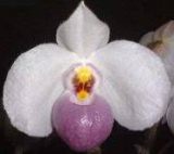 Paphiopedilum delenatii 