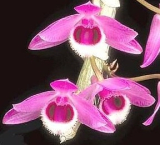Dendrobium parishii 