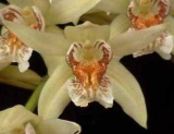 Coelogyne asperata