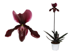 Paphiopedilum Black Jack - 2 rostliny - nyní nekvetoucí