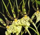 Brassia ´Rex´