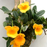 Dendrobium jenkinsii - navázána