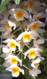 Dendrobium farmeri - nakvétající, navázána