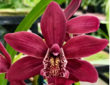 Cymbidium Strathdon "Chailey Red"