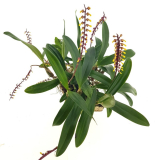 Bulbophyllum falcatum - navázána