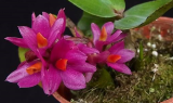 Dendrobium Hibiki - navázána, nakvíétající