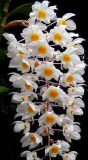 Dendrobium amabile