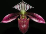 Paphiopedilum purpuratum - kvetoucí nebo nakvétající