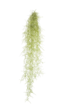 Tillandsia usneoides - malý trs