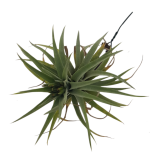 Tillandsia ixioides