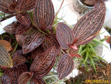 Ludochilus ´Dominyi´