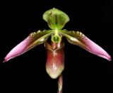 Paphiopedilum appletonianum (hainanense) - 2 rostiny