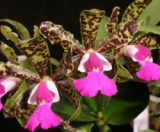 Cattleya Landate (C. guttata var. Prinzii  x C. aclandiae)