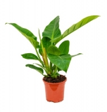 Philodendron 'Imperial Green´ - 65 cm